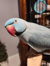 Lost Indian Ringneck Parakeet