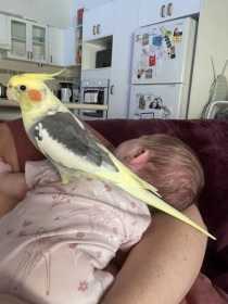 Lost Cockatiel