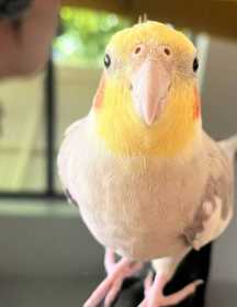 Lost Cockatiel