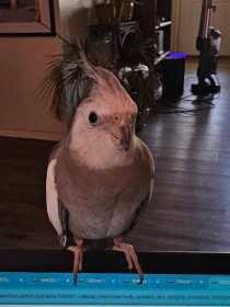 Lost Cockatiel