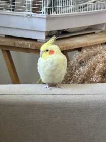 Lost Cockatiel