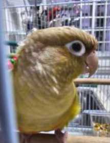 Lost Conure