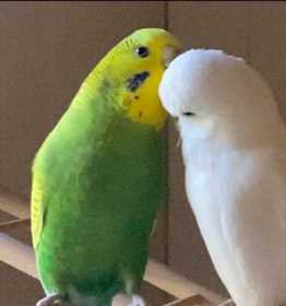 Lost Budgerigar