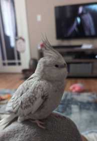 Lost Cockatiel