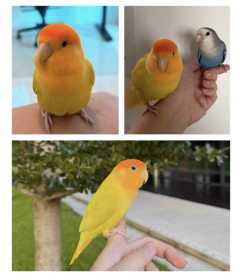 Lost Lovebird