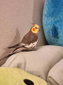 Lost Cockatiel