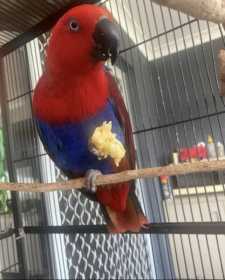 Lost Eclectus