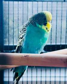 Lost Budgerigar