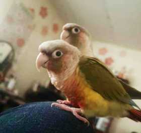 Lost Conure