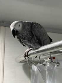 Lost African Grey