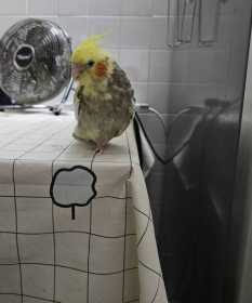 Lost Cockatiel