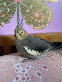 Lost Cockatiel