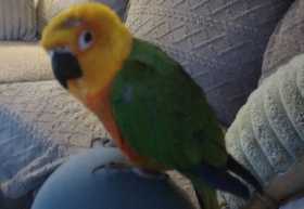 Lost Conure