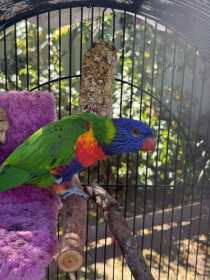 Lost Lory / Lorikeet