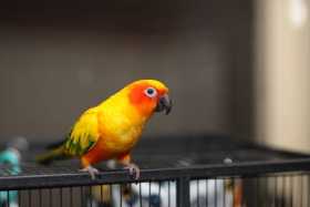 Lost Conure