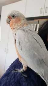 Lost Galah Cockatoo