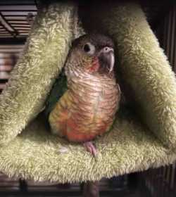 Lost Conure