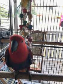 Lost Eclectus