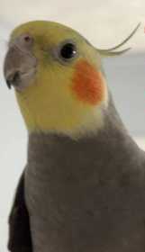 Lost Cockatiel