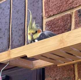 Lost Cockatiel