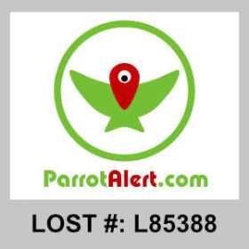 Lost Cockatiel