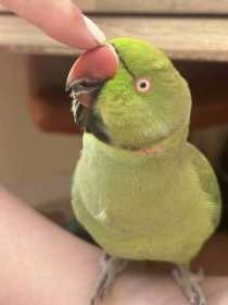 Lost Indian Ringneck Parakeet