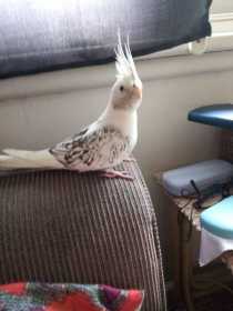 Lost Cockatiel