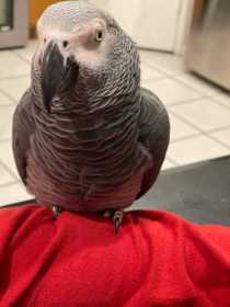 Lost African Grey