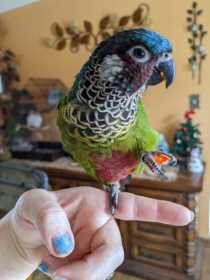 Lost Conure