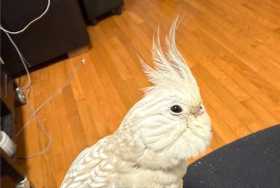 Lost Cockatiel