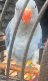 Lost Indian Ringneck Parakeet