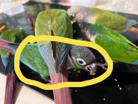 Lost Conure