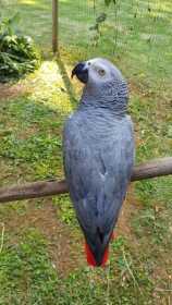 Lost African Grey