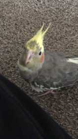 Lost Cockatiel