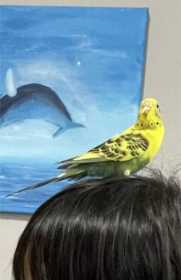 Lost Budgerigar