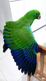 Lost Eclectus