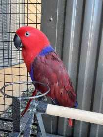 Lost Eclectus