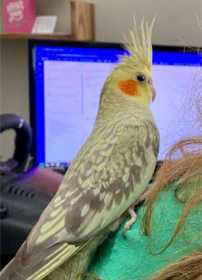 Lost Cockatiel