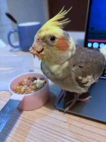 Lost Cockatiel