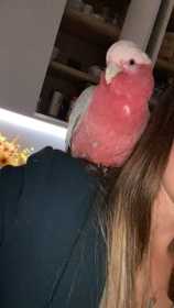 Lost Galah Cockatoo