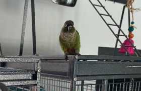 Lost Conure