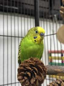 Lost Budgerigar