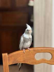 Lost Cockatiel