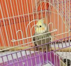 Lost Cockatiel