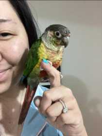 Lost Conure