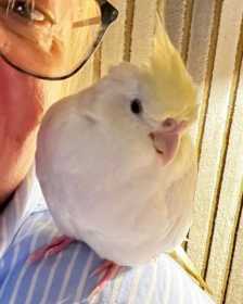 Lost Cockatiel