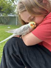 Lost Cockatiel