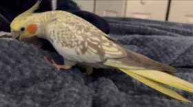 Lost Cockatiel