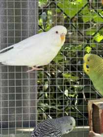 Lost Budgerigar