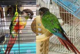 Lost Conure